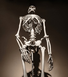 Skeleton of human being in museum