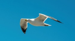 Seagull flying in clear blue sky at sunny day. White gull bird soaring in heaven at summer