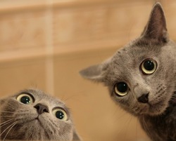 Two funny cats look in wide eyed astonishment