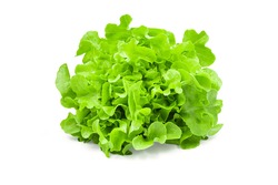 Raw organic green oak lettuce on white isolated background with clipping path. Fresh green oak lettuce have high fiber and vitamin, sweet taste, crisp, delicious for salad. Food and vegetable concept.