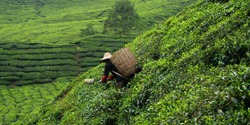 Worker picking tea leaves in tea plantation