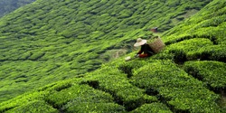 Worker picking tea leaves in tea plantation