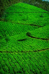 Tea plantation with green fresh leaves at Munar-India