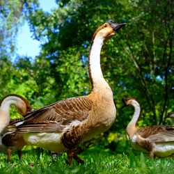 GROUP OF GEESE GRAZING IN A GRASS FIELD