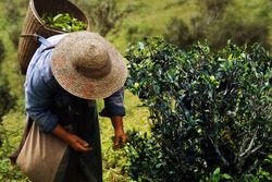 worker picking tea leaves in tea plantation 