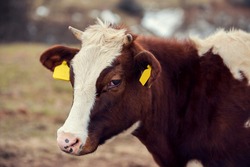 Horizontal close-up image of head of crying brown cow with horns and yellow marks on ears