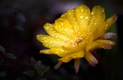 Yellow cactus in full bloom with condensation adding to the brilliance.