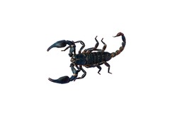 
Scorpion on a white background , Scorpions are poisonous animals that destroy nerve cells. Myocardial infarction after being stung, the patient begins to feel symptoms within 4-7 minutes.