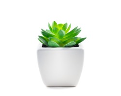 Succulent in Pot isolated on white background.