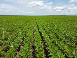 soybean crop in Brazil, large soybean plantations, agriculture in the Brazilian cerrado