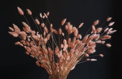 Rabbit tail grass dried flowers bouquet of pink color on a dark background used in interior and design