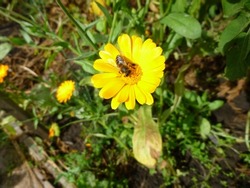 Calendula officinalis with a bee, pot marigold flower and leaves