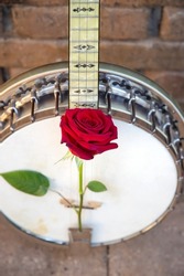 White old banjo against a brick and a red rose, musical instrument
