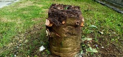 Cutting a tree in front of the house, in the close-up photo, cropped view of a used tree trunk stump against a background of green grass and soil