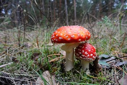 beautiful fly agaric in autumn forest