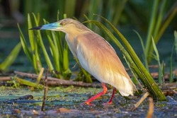 squacco heron - Ardeola ralloides - on marsh with green background
