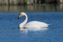 White whooper swan - Cygnus cygnus - swimming in blue water.The photo of this swan was taken at Milicz Ponds in Poland. Copy space available under and above the swan.