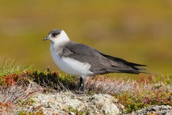 Arctic skua - parasitic jaeger - Stercorarius parasiticus - standing on stone on colorfull vagetation background. Photo from Ekkeroy in Norway.