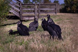 A group of American black vultures, also known as a committee