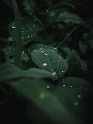 rain drops on the leaves 