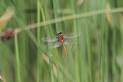 brown Dragonfly on grass in the nature