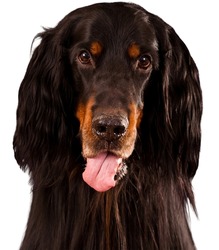 Portrait of a Gordon Setter dog isolated on a white background