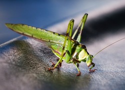 Green Grasshopper on pool table