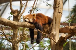 Sleeping red panda on the tree