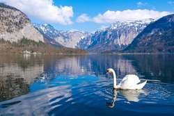 White beautiful swan on a lake in the famous mountain village of Hallstatt background in the Austria
