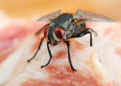 House Fly on a Piece of Raw Meat in extreme close-up