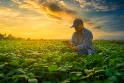 smart farmer concept using smartphone in mung bean garden with light shines sunset, modern technology application in agricultural growing activity