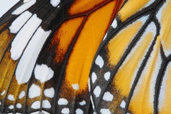 Macro Butterfly wing background,  Danaus chrysippus