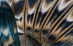Macro Butterfly wing background, Clipper (Parthenos sylvia apicalis)