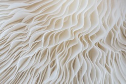 abstract background macro image of Sajor-caju mushroom