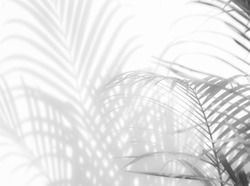 abstract background of shadows palm leaves on a white wall. White and Black