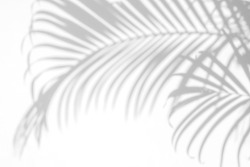 abstract background of shadows palm leaves on a white wall. White and Black.