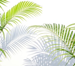 palm leaves and shadows on a white wall background