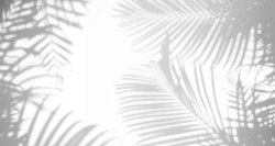 abstract background of shadows palm leaf on a white wall. White and Black