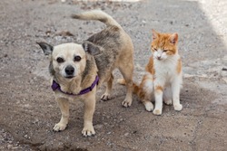 Friendly cat and dog on the street