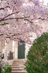 Cherry blossom. Cherry tree is blooming outside white building in Notting Hill area. London street is full of colourful houses and beautiful architecture