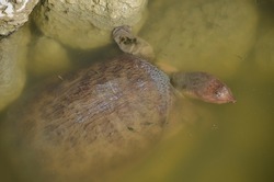 Florida Softshell Turtle and Minnows