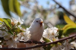 The beautiful white bird among the spring flowers - Spring wallpapers - white-beaked - small beak