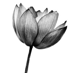 Lotus in black and white on white background.