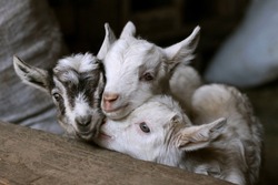 
Little goats in a stable