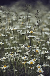 Vertical photo wallpaper. Pattern white yellow daisies blooming white yellow daisies. Medicinal herb. Chamomile