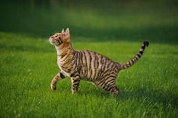 Toyger cat with stripes outside