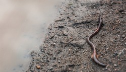 A worm crawls near a puddle after rain