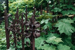 An old rusty wrought-iron fence in the cemetery, a fence around the grave. An abandoned burial place. Maple green leaves, summer day. Moscow, Russia.