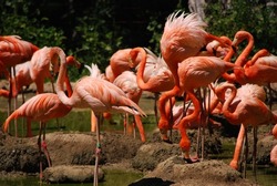 Flamingos stand in the water on a beautiful sunny day, group. Zoo Madrit Spain.