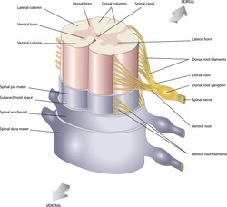 anatomy of the Central nervous system	 Spinal cord. Spinal nerves. In section. 
